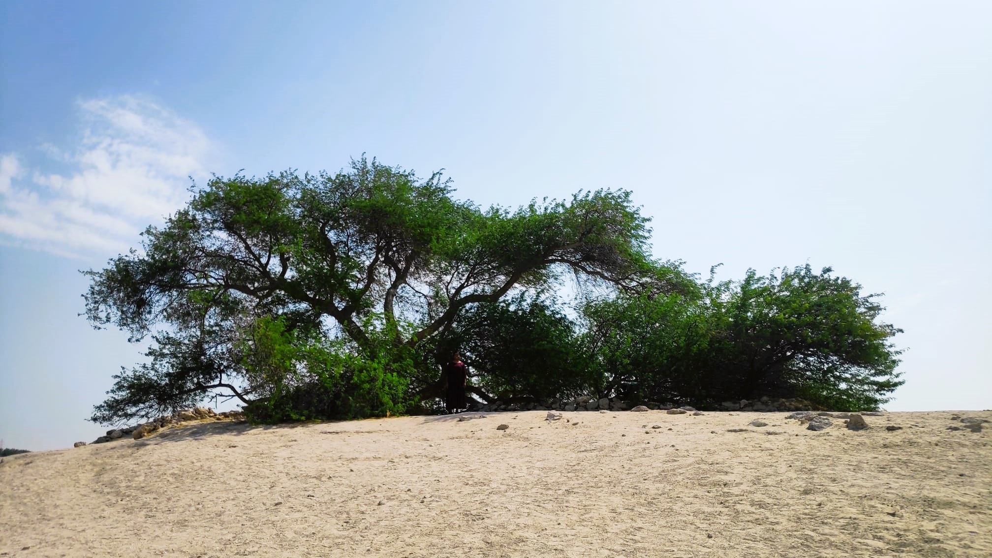 Tree of Life Photo by Bino