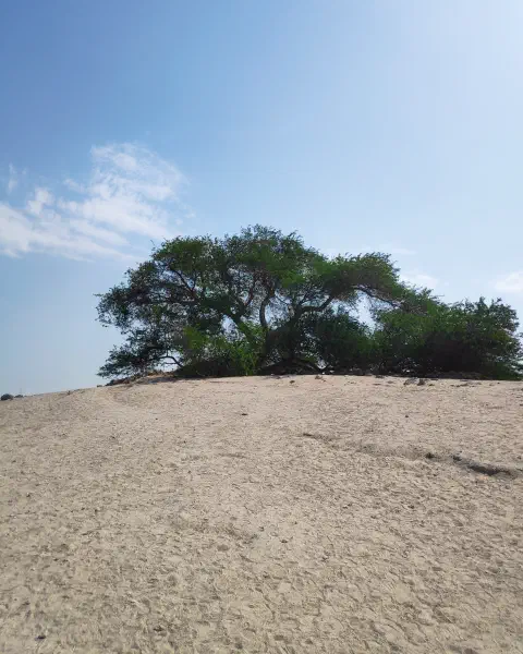 Tree of Life