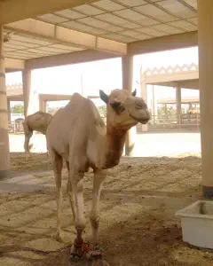 Royal Camel Farm