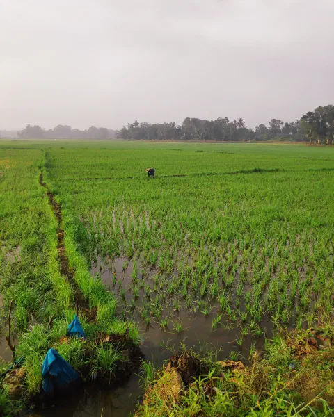 Chennithala Paddy field