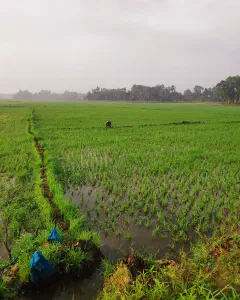 Chennithala Paddy field
