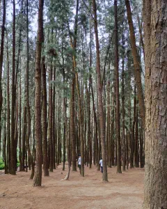 Vagamon Pine Forest