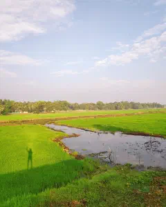 NTPC Road, Haripad